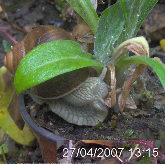 Photo d'Escargot