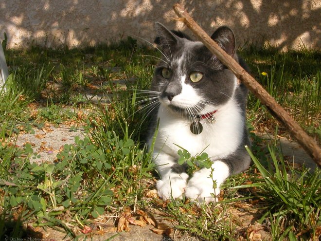 Photo de Chat domestique