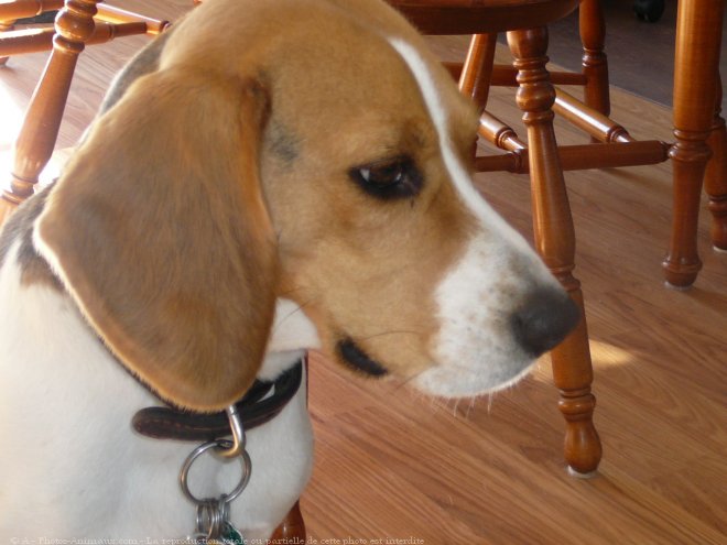 Photo de Beagle