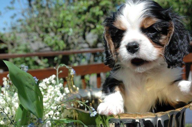 Photo de Cavalier king charles spaniel