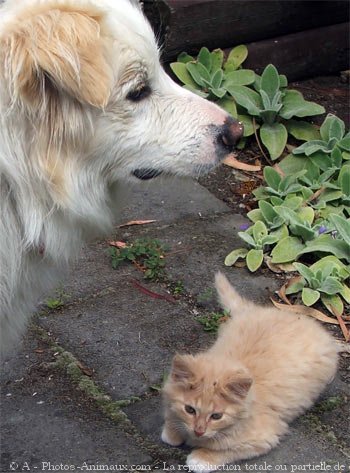 Photo de Border collie