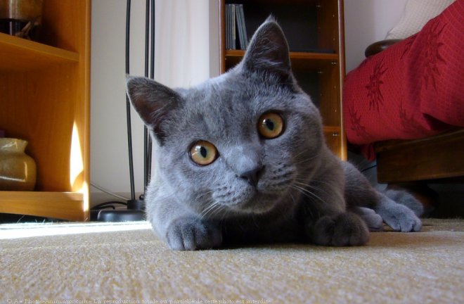 Photo de Chartreux