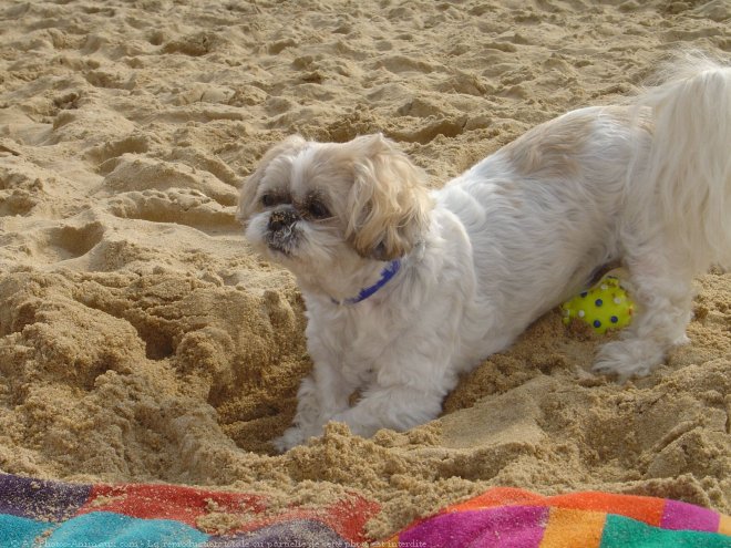 Photo de Shih tzu