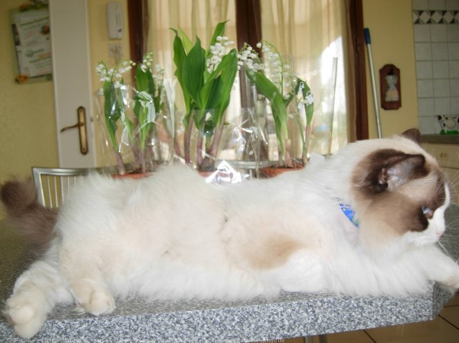 Photo de Ragdoll