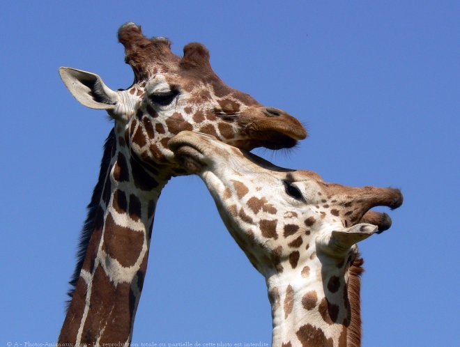 Photo de Girafe