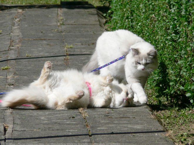 Photo de Ragdoll