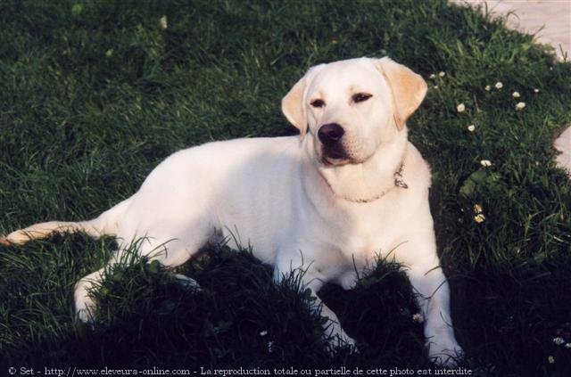 Photo de Labrador retriever