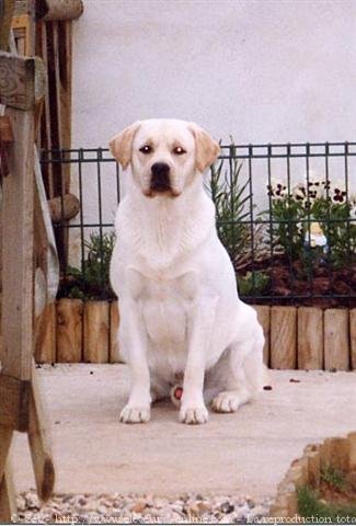 Photo de Labrador retriever