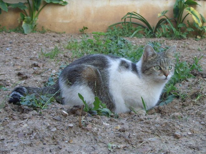 Photo de Chat domestique