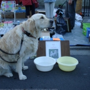 Photo de Golden retriever