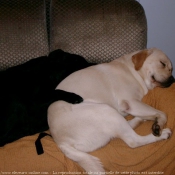 Photo de Labrador retriever