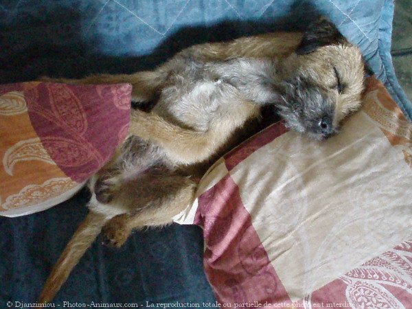 Photo de Border terrier