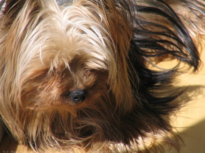 Photo de Yorkshire terrier