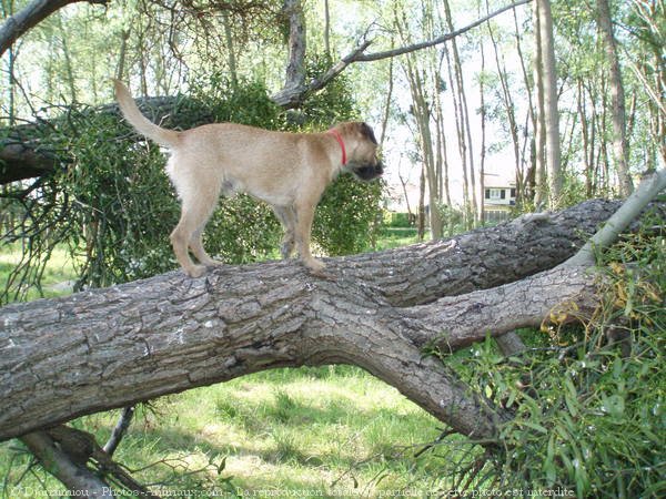 Photo de Border terrier