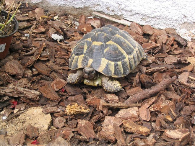 Photo de Tortue