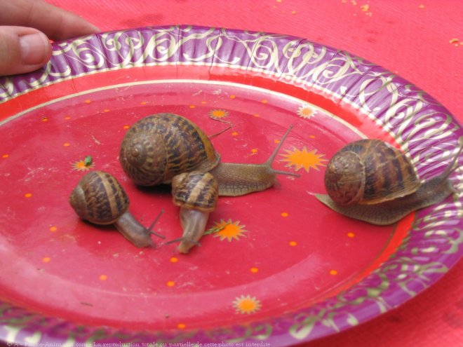 Photo d'Escargot