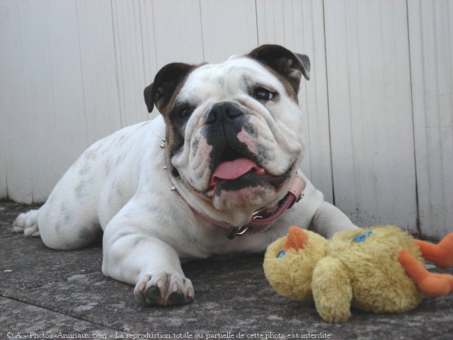 Photo de Bulldog