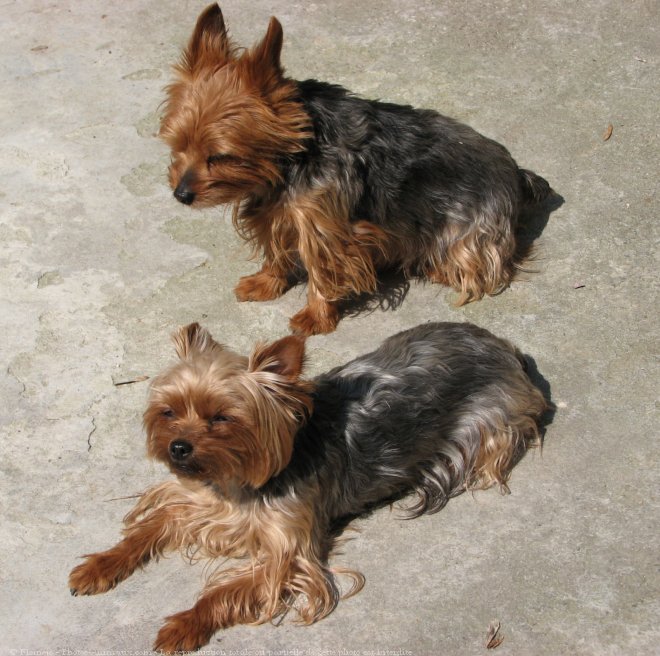 Photo de Yorkshire terrier