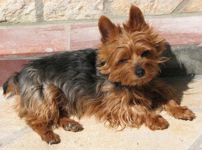 Photo de Yorkshire terrier