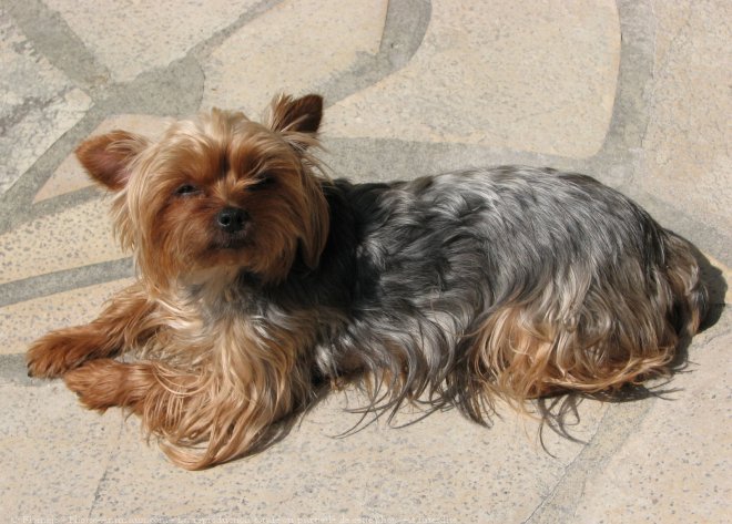 Photo de Yorkshire terrier