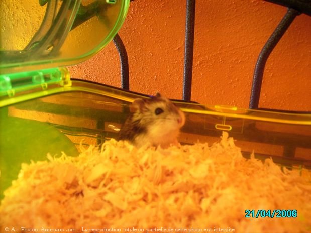 Photo de Hamster