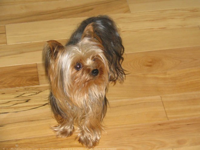 Photo de Yorkshire terrier