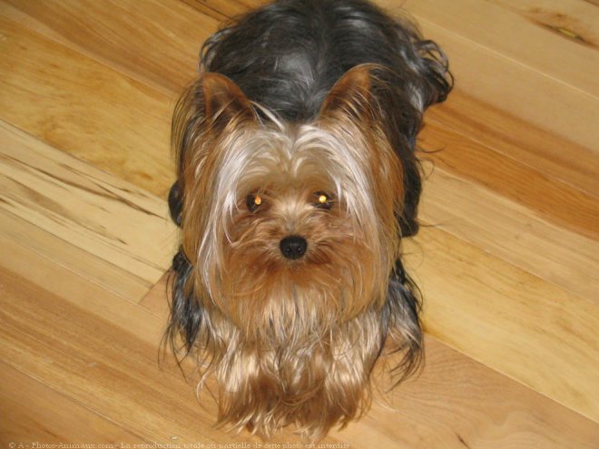 Photo de Yorkshire terrier