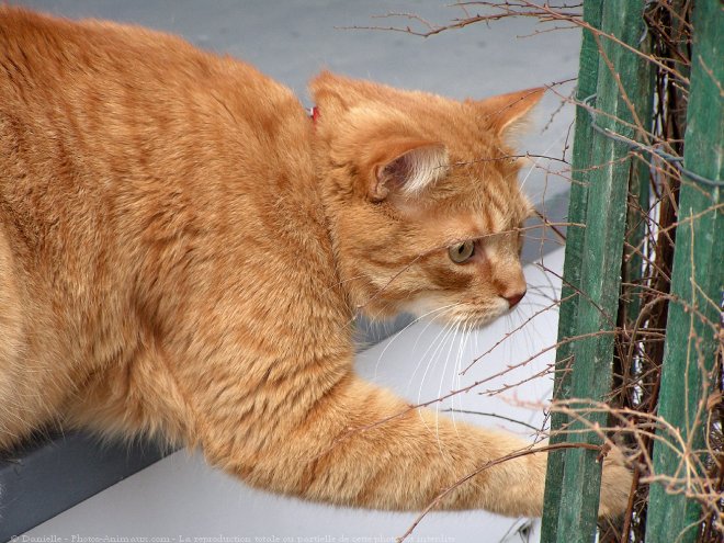 Photo de Chat domestique