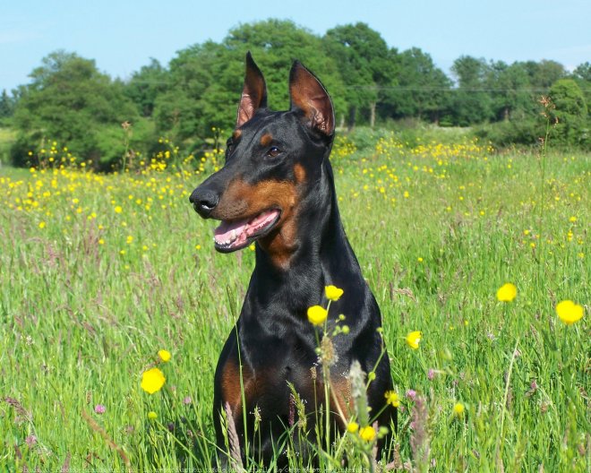 Photo de Dobermann