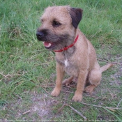 Photo de Border terrier