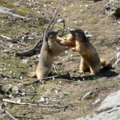 Fond d'cran avec photo de Marmotte