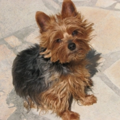 Photo de Yorkshire terrier