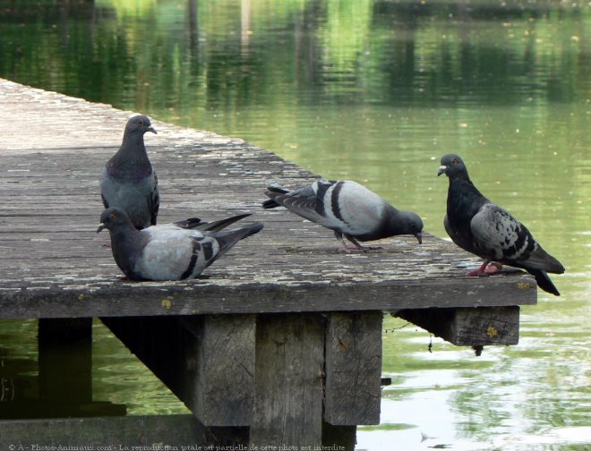 Photo de Pigeon