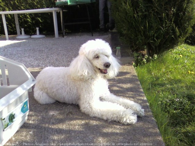 Photo de Caniche moyen