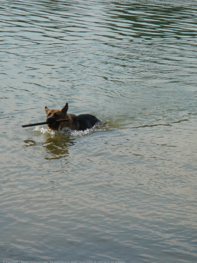 Photo de Berger allemand  poil court