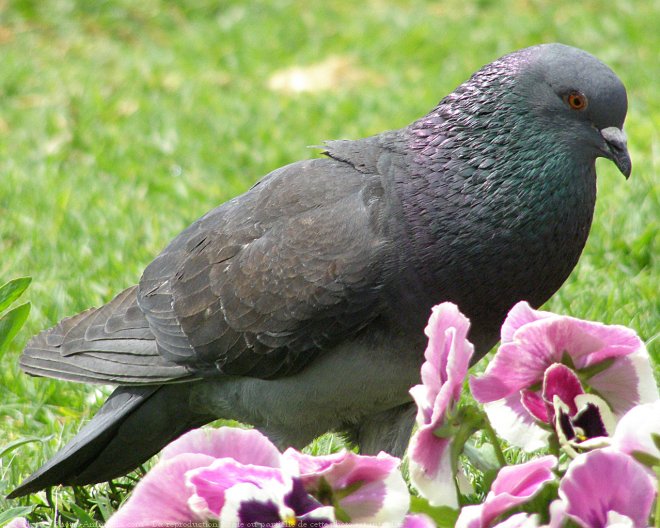 Photo de Pigeon