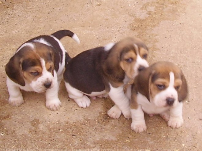 Photo de Beagle