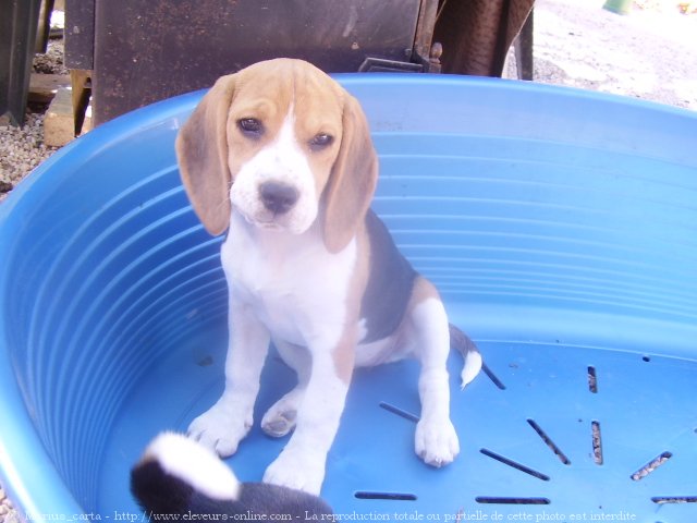 Photo de Beagle