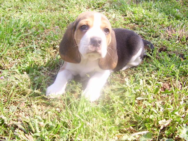 Photo de Beagle