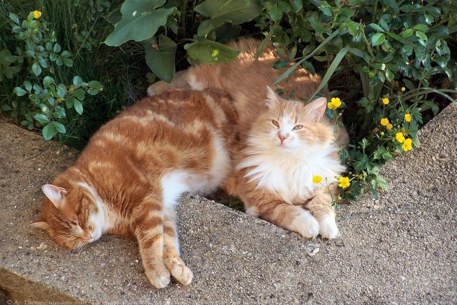 Photo de Chat domestique