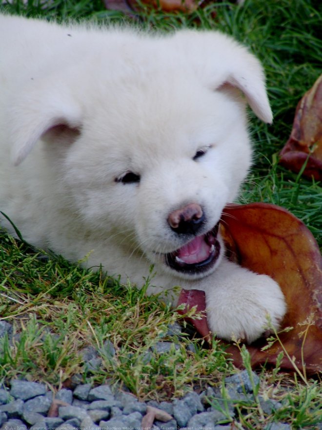 Photo d'Akita inu