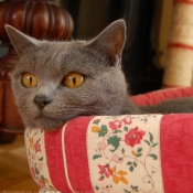 Photo de Chartreux