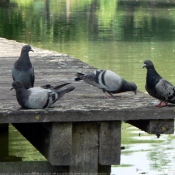 Photo de Pigeon