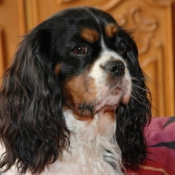 Photo de Cavalier king charles spaniel