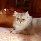 Photo de British longhair