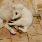 Photo d'Akita inu