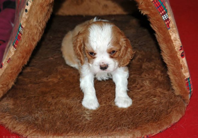 Photo de Cavalier king charles spaniel