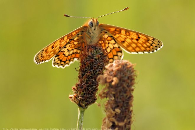 Photo de Papillon