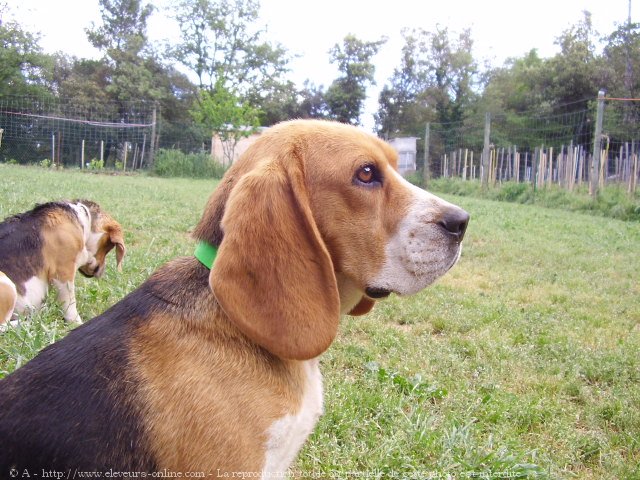 Photo de Beagle