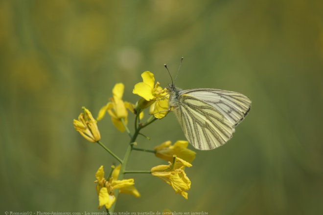 Photo de Papillon